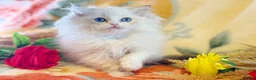 Ragdoll cats for sale: TICA Registered EU famous R bloodline  - Advert 4