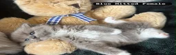 Ragdoll cats for sale: Ragdoll kittens - Advert 28