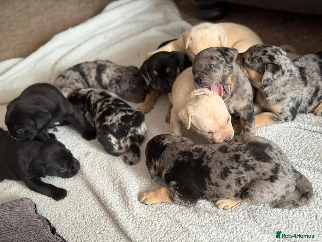Mixed Breed dogs for sale: Merle French bulldog x labrador x - Advert 2