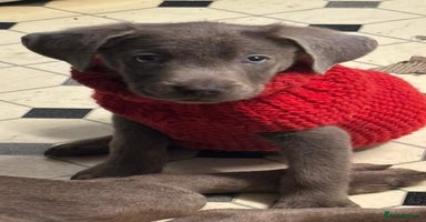 Labrador Retriever dogs Stunning silver lab puppies  - Advert 9