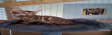 Bengal 1