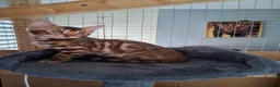 Bengal cats for sale: Bengal Kittens  - Advert 3