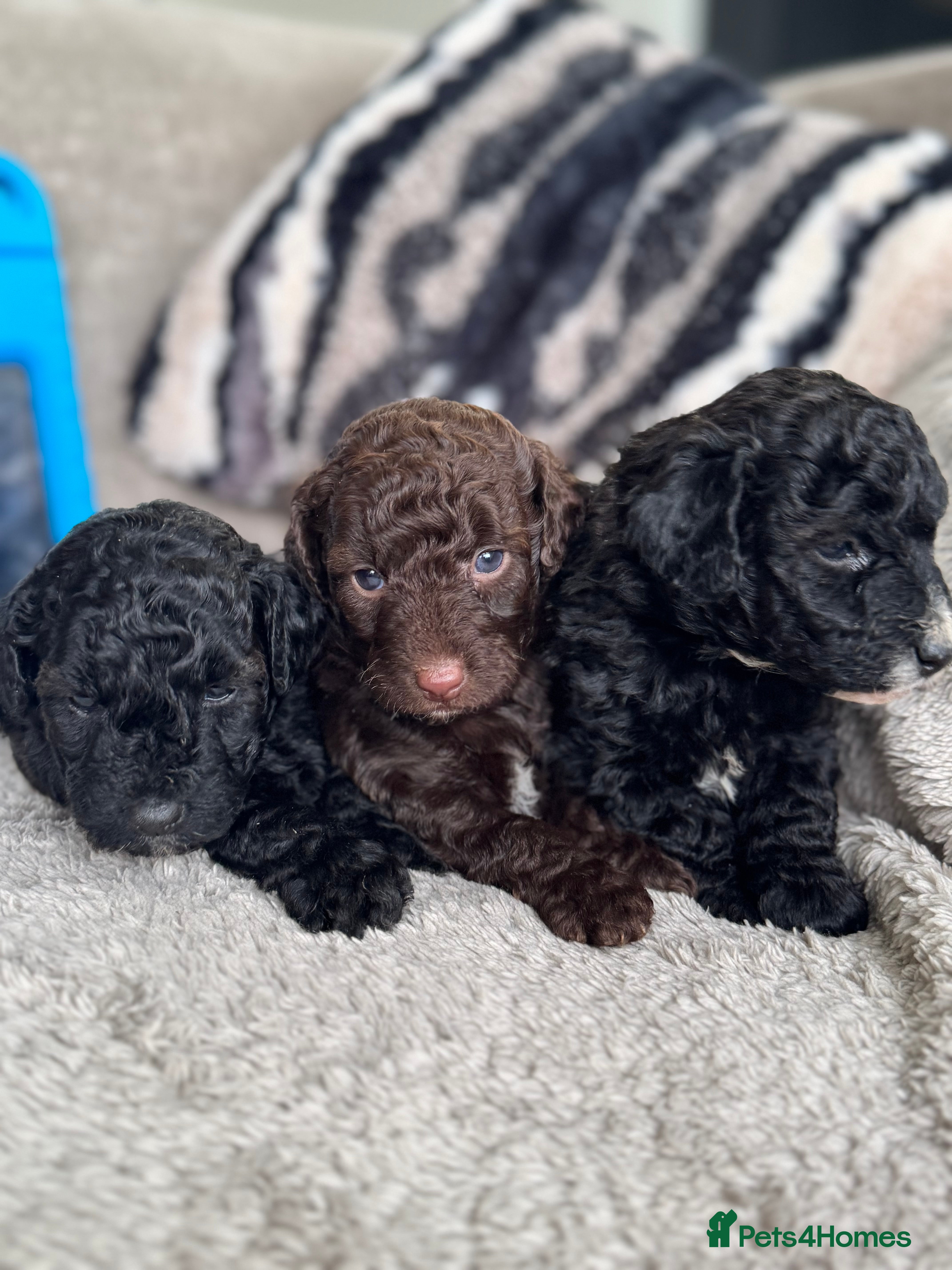 Aussiedoodle dogs Miniature Aussie Doodle Pups 🐾 ❤️ - Advert 8