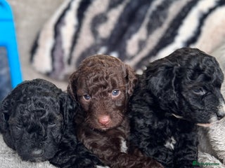 Aussiedoodle dogs Miniature Aussie Doodle Pups 🐾 ❤️ - Advert 8