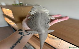Bearded Dragon reptiles for sale: Bearded dragon  - Image 2