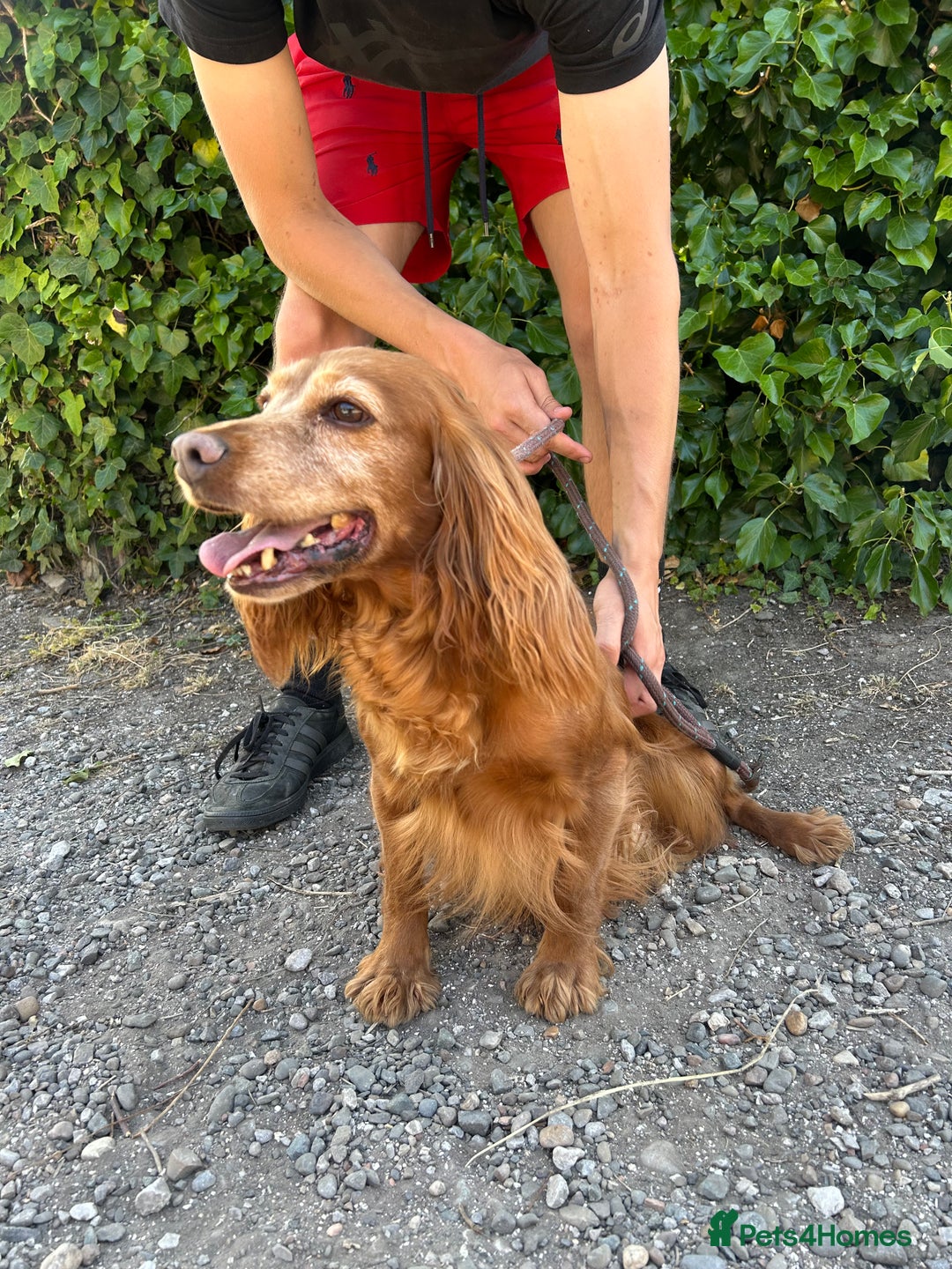Cocker Spaniel dogs for sale: Beautiful, very friendly Cocker girls - Image 3