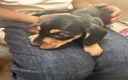 Miniature Dachshund dogs for sale: Miniature dachshund smooth haired  - Image 4
