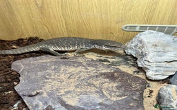 Monitor reptiles for sale: Juvenile Bosc monitor  - Image 3