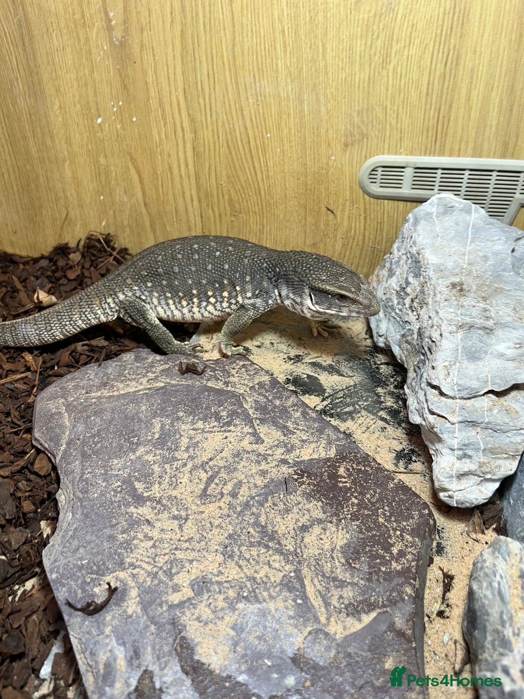 Monitor reptiles for sale: Juvenile Bosc monitor  - Image 3