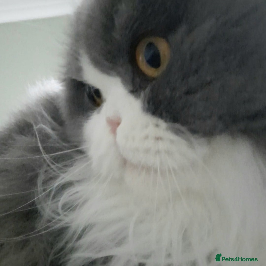 Scottish Fold cats for sale: TICA Registered Scottish Fold Young Neutered Girl - Advert 4