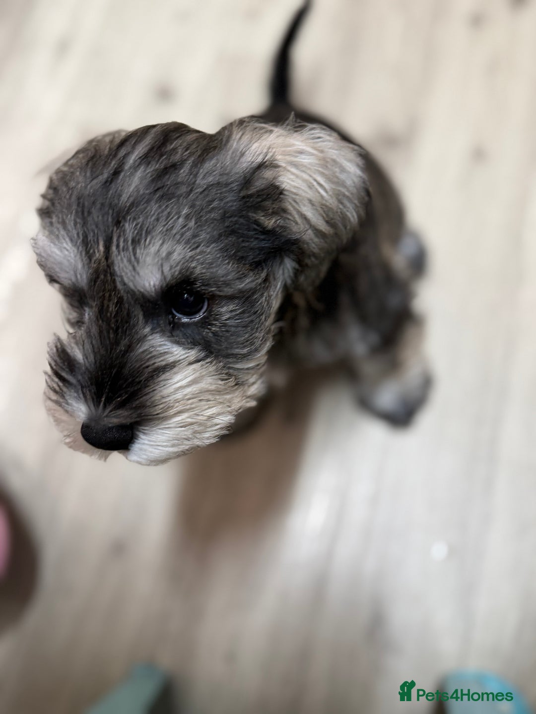 Miniature Schnauzer dogs for sale: One and only Jackie Miniature Shnauzer  - Advert 5