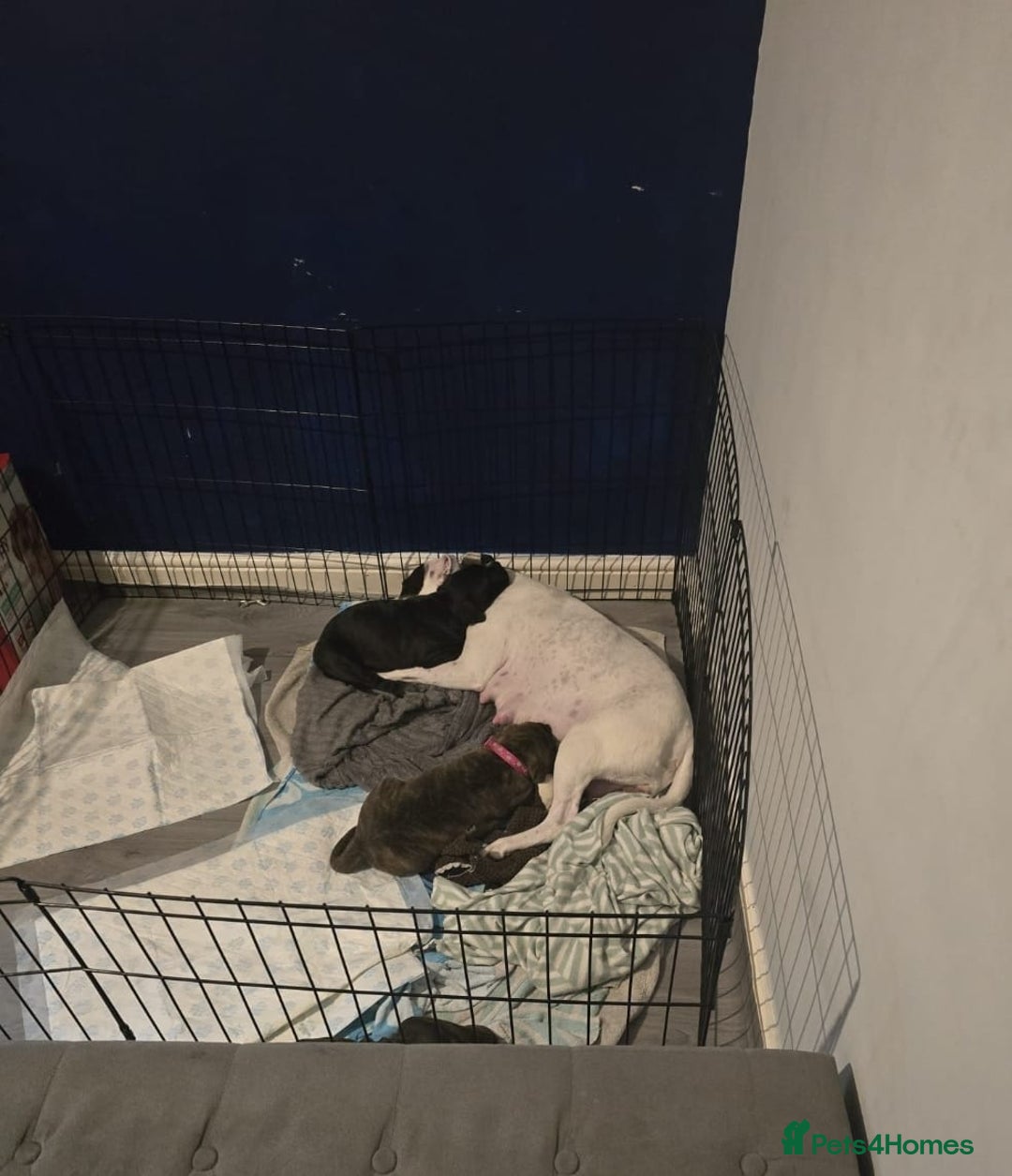 Staffordshire Bull Terrier dogs for sale: Female blue brindle staff pup - Image 6