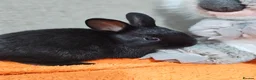 Mixed Breed rabbits for sale: Adorable Bunnies for Sale! - Advert 8