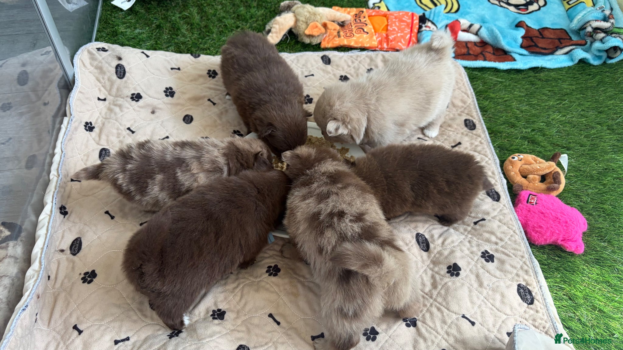 Pomeranian dogs 100% POMERANIAN PUPS!🐻 DNA&HEALTH TESTED!🧬 - Advert 6