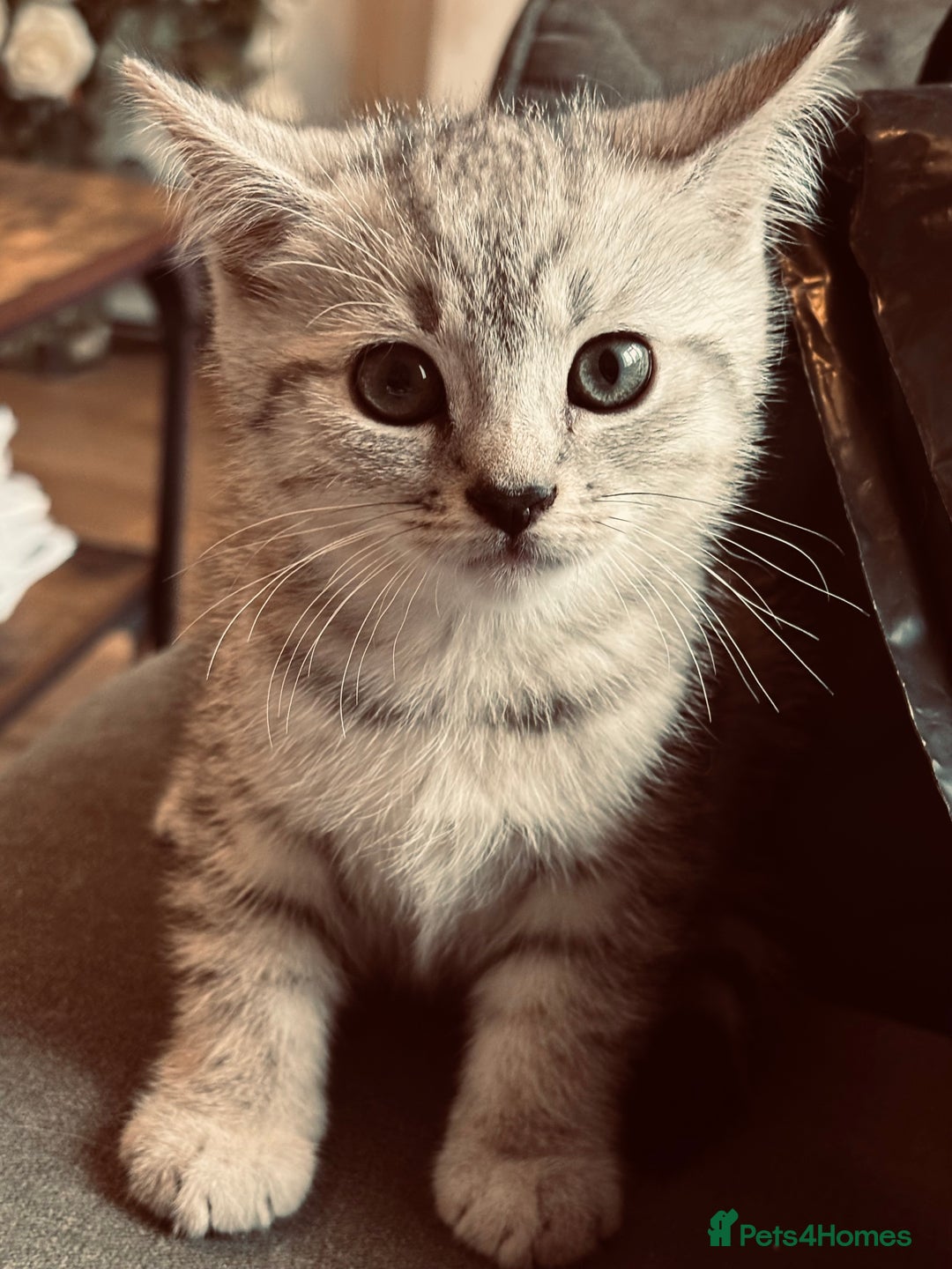 British Shorthair cats for sale: Silver tipped British Shorthair kittens  - Image 8