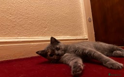 Scottish Fold cats for sale: Last kitten left! Straight ears 😍 - Image 8