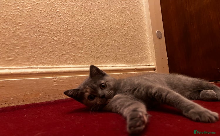 Scottish Fold cats - Advert 3