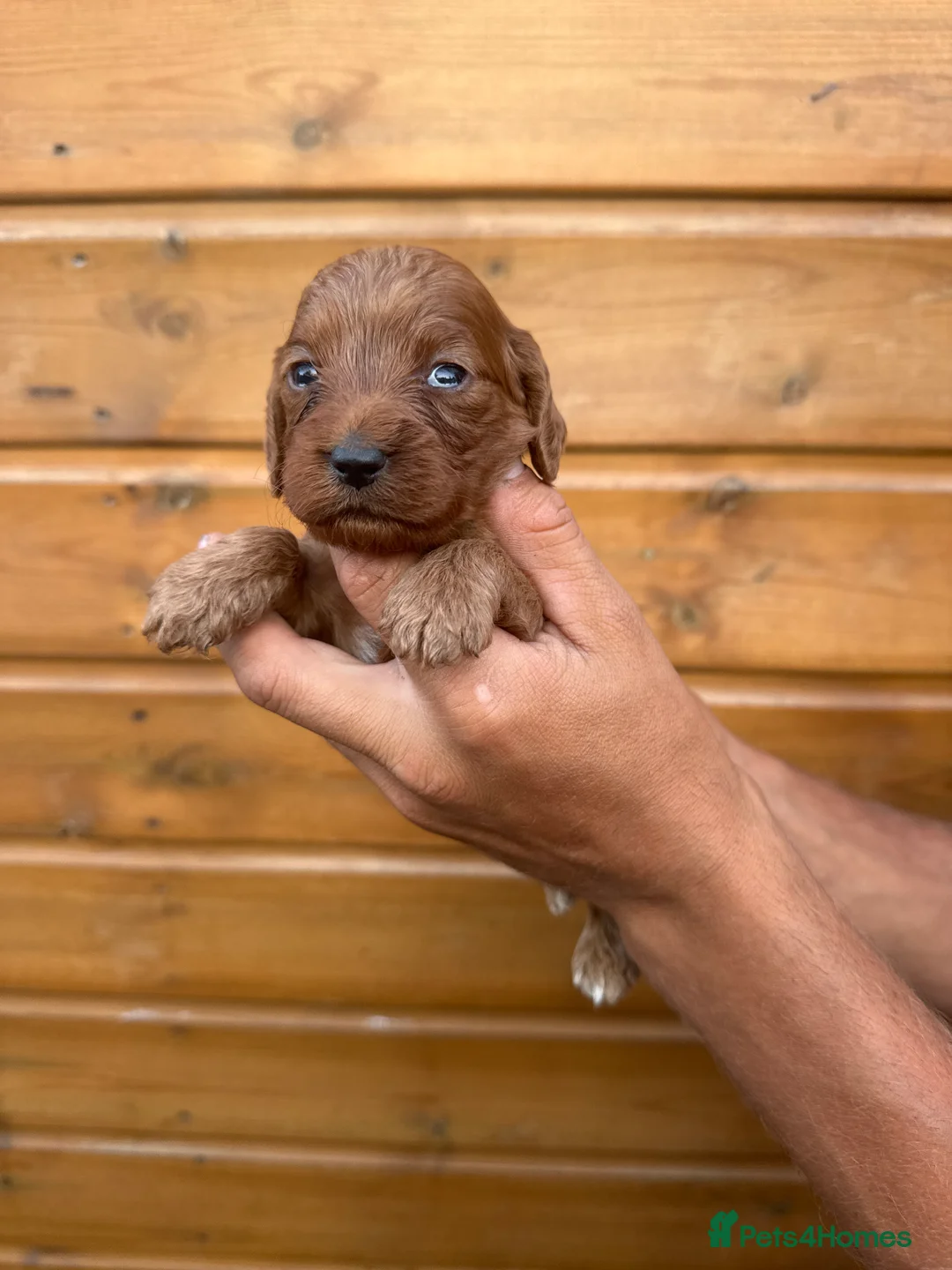Cockapoo dogs for sale: Beautiful Litter of 6 Cockapoo  - Advert 2