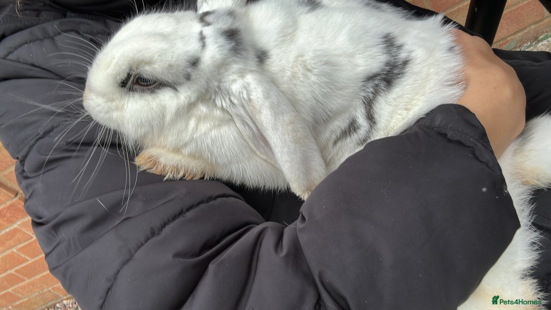 English Lop rabbits for sale: Rabbit for rehoming - Image 3