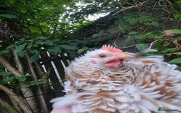 Chickens poultry for sale: Peking bantams and Polish bantams  - Image 10