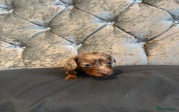 Miniature Dachshund dogs for sale: Miniature dachshund - Image 7