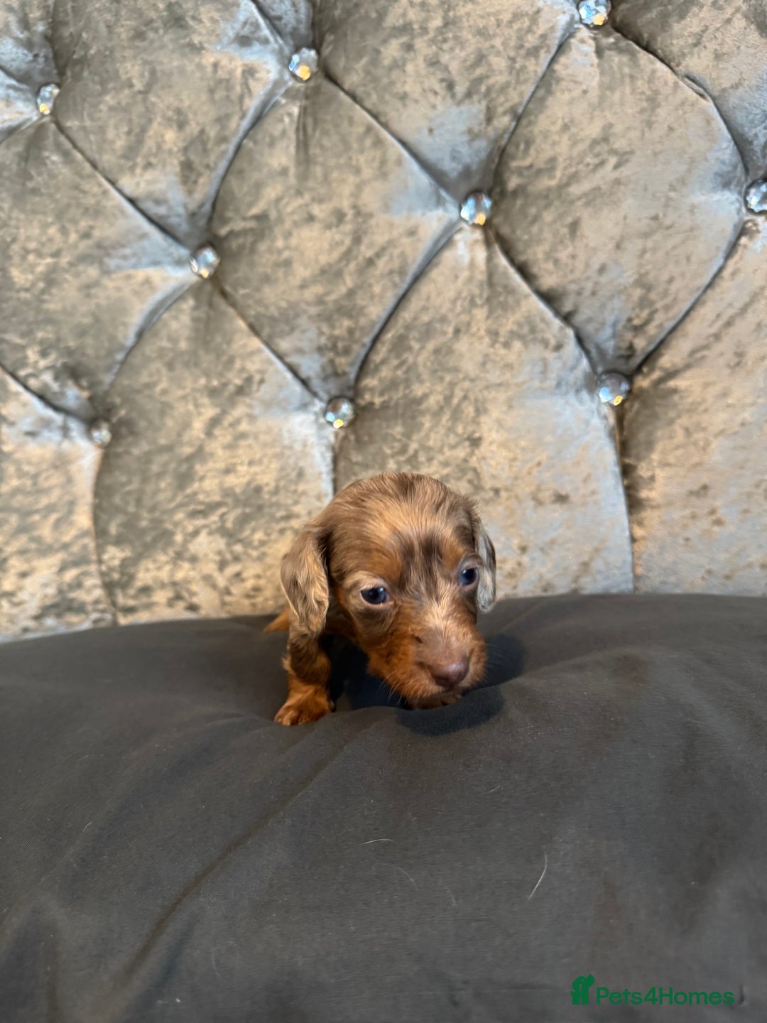 Miniature Dachshund dogs for sale: Miniature dachshund - Image 7