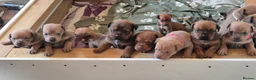 Mixed Breed dogs for sale: F5 STAFFWEILER Isabella Chocolate Lilac - Advert 7