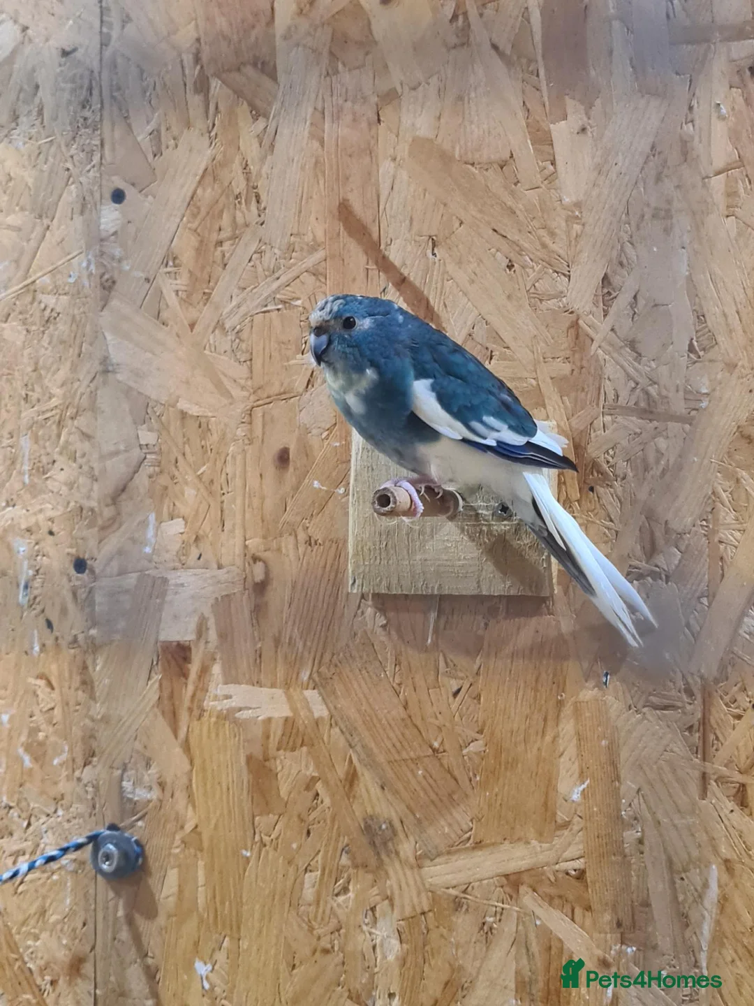 Parakeets birds for sale: Blue Female kakariki  in Wakefield - Advert 2