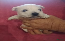 West Highland Terrier dogs for sale: Gorgeous KC registered Westie pups - Image 12