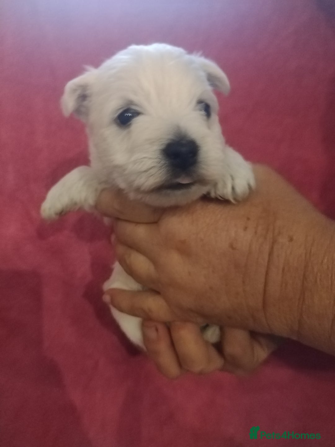 West Highland Terrier dogs for sale: Gorgeous KC registered Westie pups - Image 12