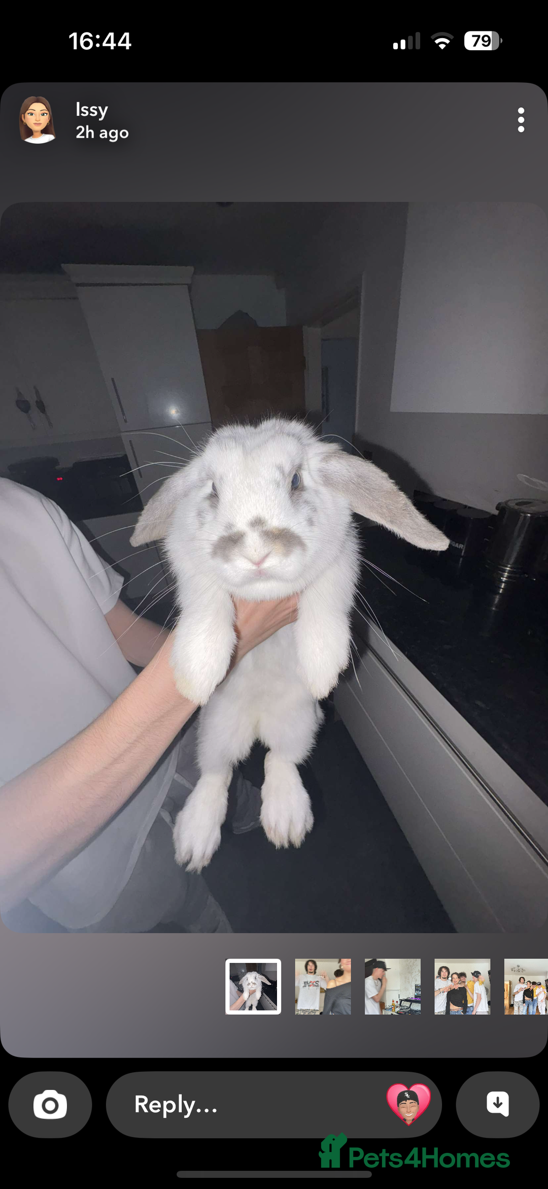 Mini Lop rabbits for sale: Female mini lop - Image 2