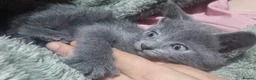 Mixed Breed cats for sale: British short-hair x British blue  - Advert 3