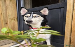 Siberian Husky dogs for sale: Beautiful Male and Female Husky pups  - Image 11