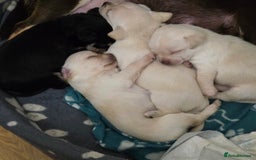 Chihuahua dogs for sale: Smooth coat Chihuahua puppies - Image 1