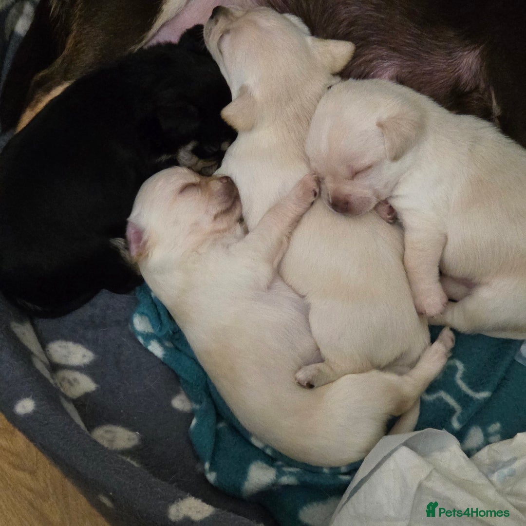 Chihuahua dogs for sale: Smooth coat Chihuahua puppies - Image 1