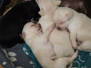 Chihuahua dogs - Advert 30