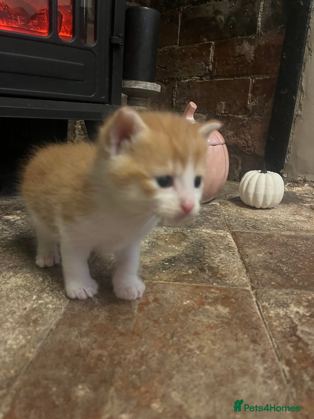 Mixed Breed cats for sale: 6 beautiful kittens for sale  - Image 7