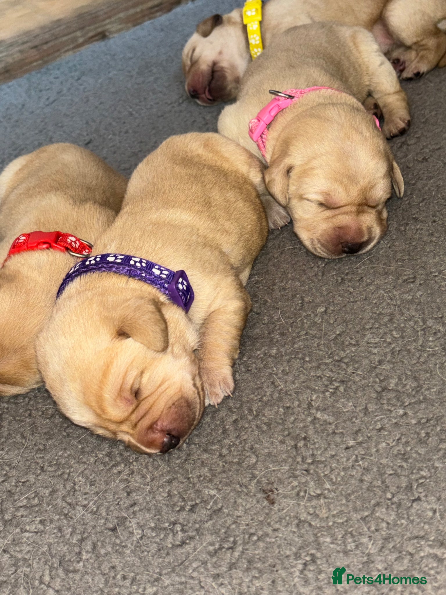 Labrador Retriever dogs for sale: Golden&Cream Kc registered Labrador Retrievers  - Advert 12