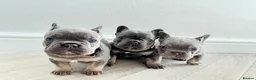 French Bulldog dogs for sale: ⭐️ 3 French bulldogs carrying L4 Fluffy 🧬 ⭐️ - Advert 19