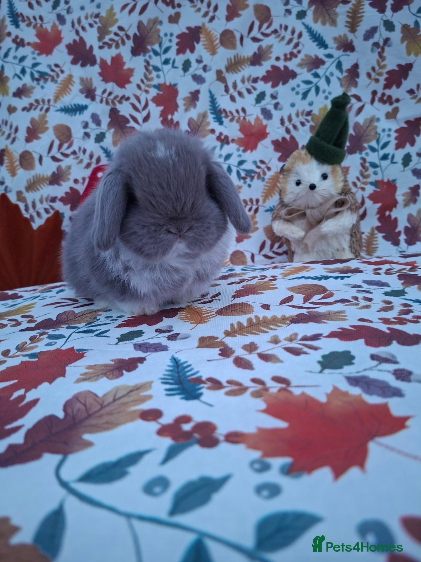 Mini Lop rabbits Beautiful Mini Lop Babies Ready from 25th Oct - Advert 3