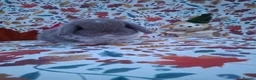 Mini Lop rabbits for sale: Beautiful Mini Lop Babies Ready from 25th Oct in Darlington - Advert 1