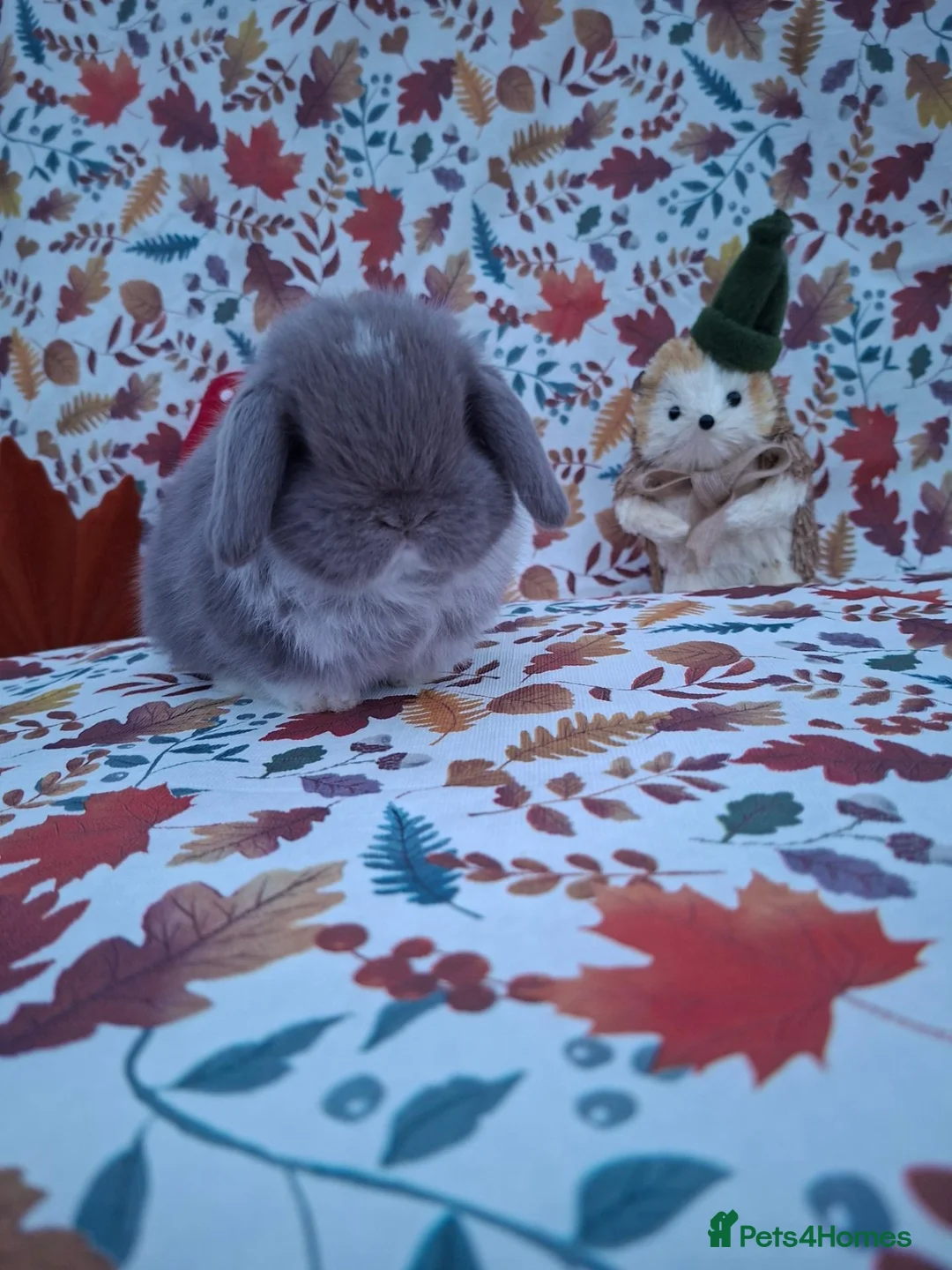 Mini Lop rabbits for sale: Beautiful Mini Lop Babies Ready from 25th Oct in Darlington - Advert 1