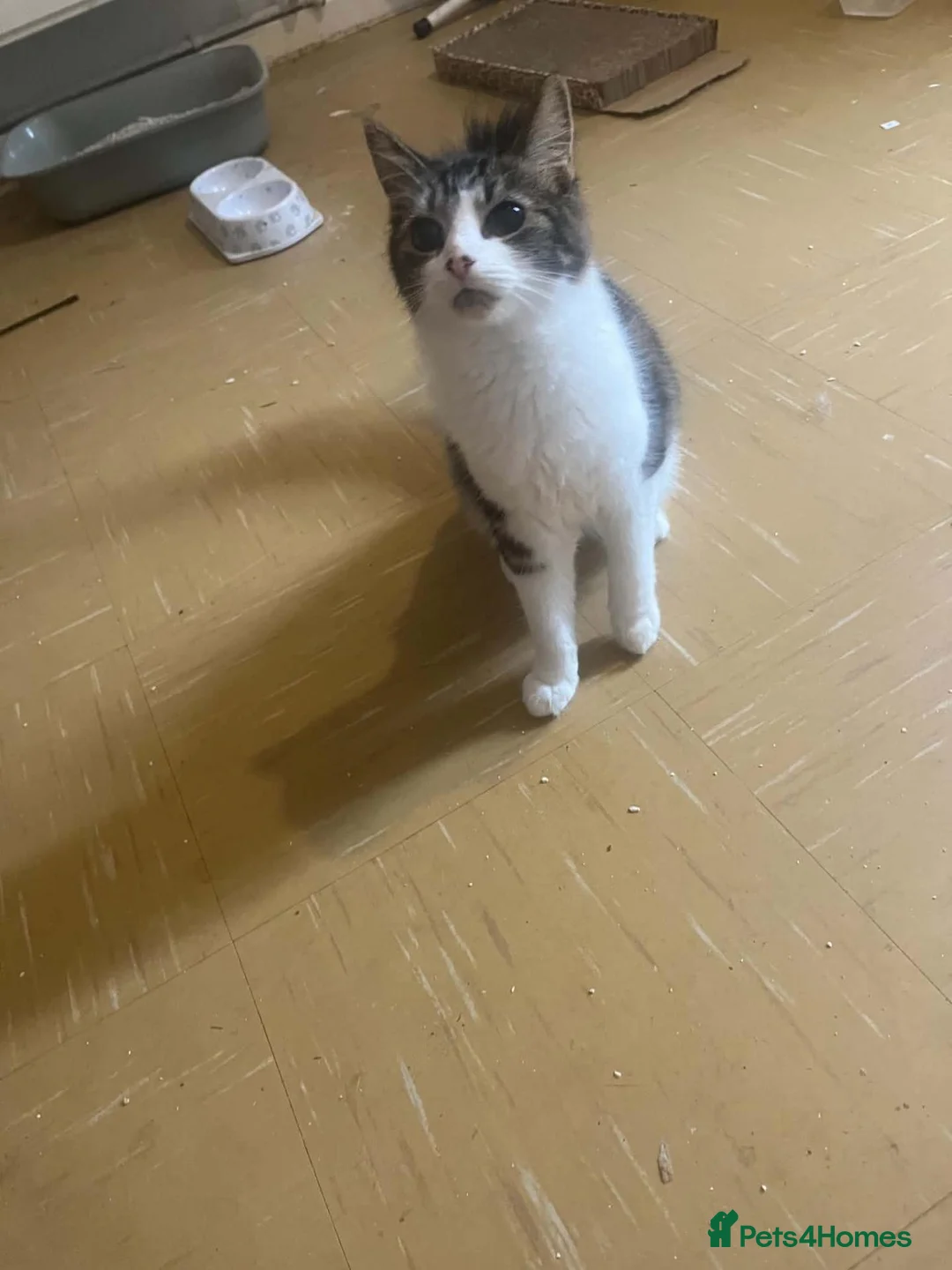 Domestic Shorthair cats for sale: 5 month old kitten in Andover - Advert 5