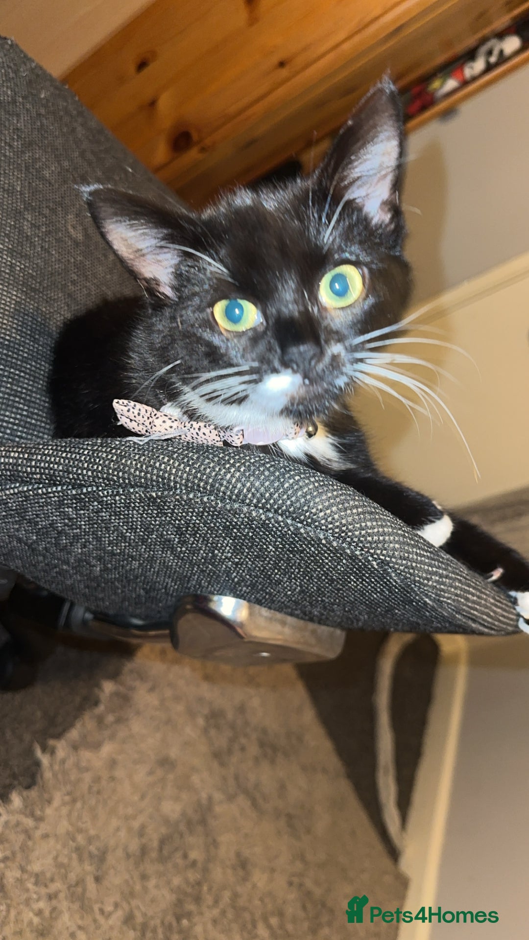 Mixed Breed cats for sale: mixed breed female kitten for sale in Hereford - Image 1