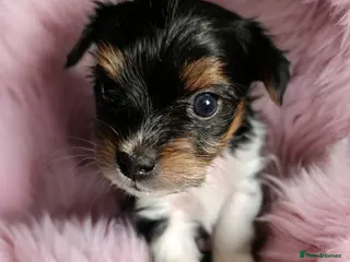 Yorkshire Terrier dogs Posh Yorkies -Yorkshire terrier biewer🐶 - Advert 3
