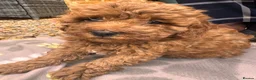 Australian Labradoodle dogs for sale: Double Doodles ( Australian mini labradoodles) - Advert 19
