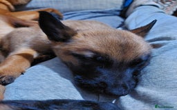 Belgian Shepherd Dog dogs for sale: Belgium malinois pups dad kc regged  - Advert 3