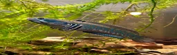 Other/Mixed Breed fish for sale: Peacock Snakehead - Advert 4