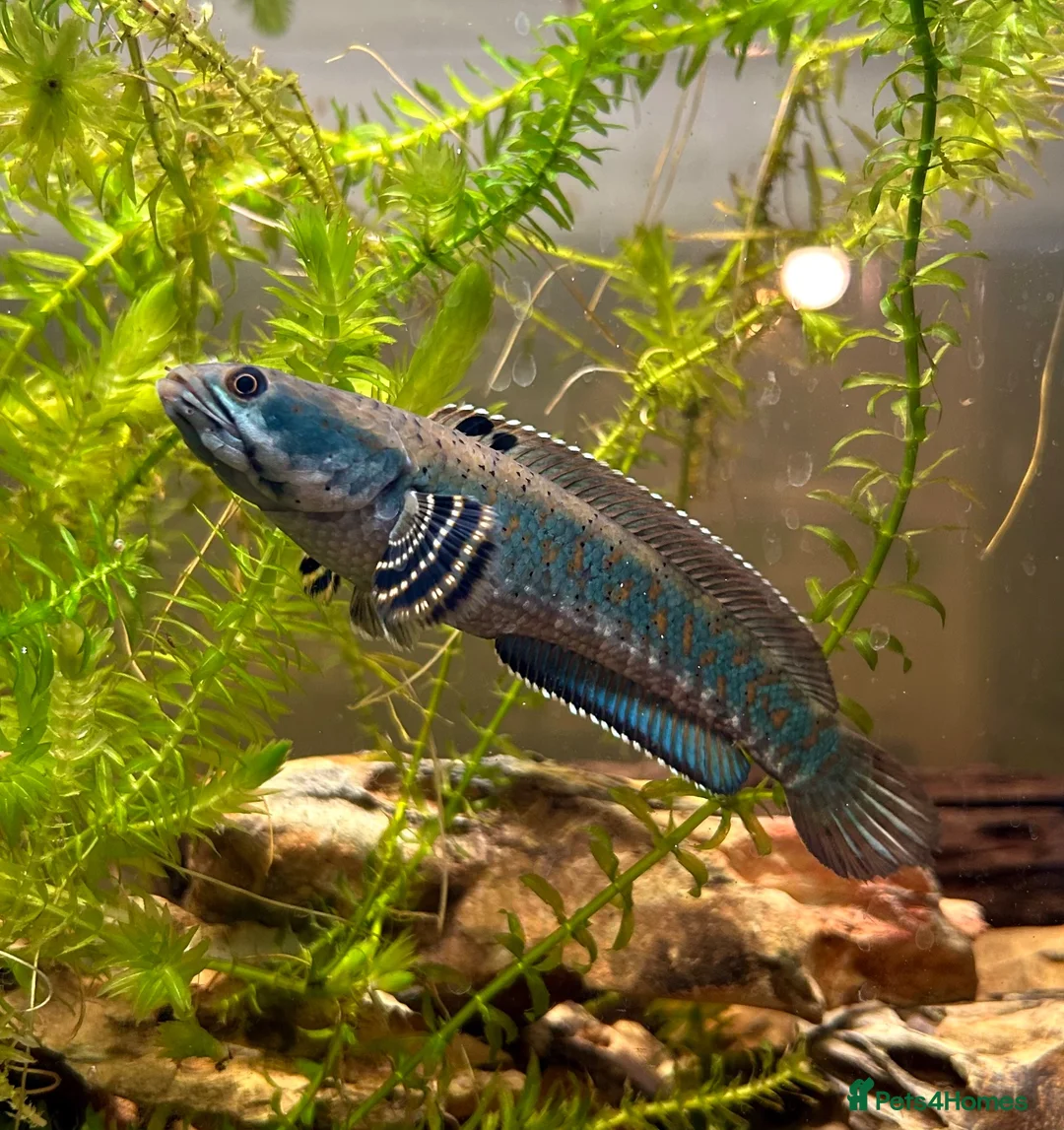 Other/Mixed Breed fish for sale: Peacock Snakehead - Advert 4