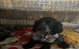 Cocker Spaniel dogs for sale: Gorgeous Cocker Spaniel Puppies - Image 9